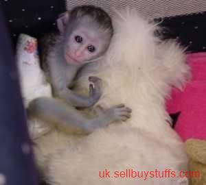 second hand/new: Capuchin Monkey Available