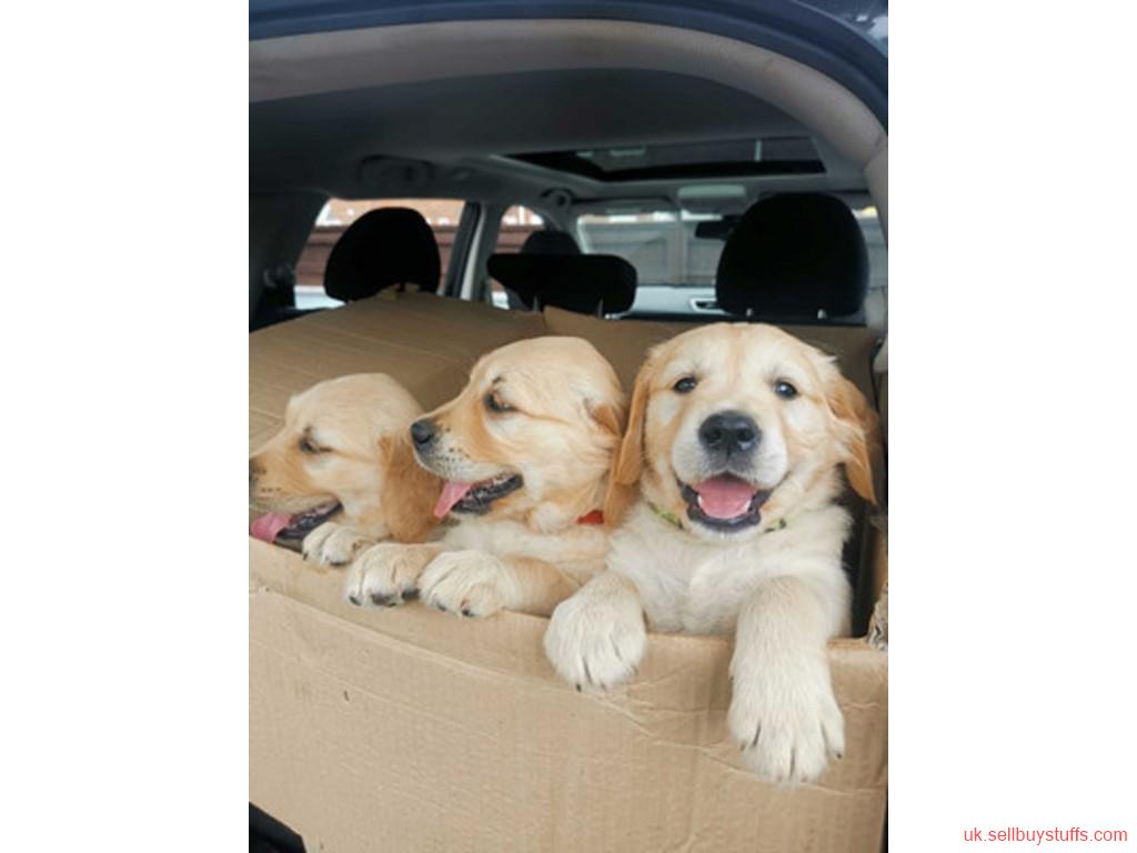 second hand/new:  Adorable Golden Retriever Puppies for Sale 
