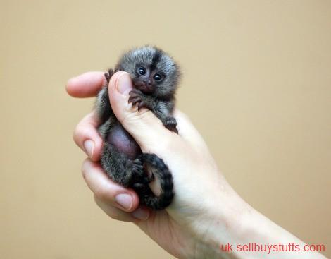 second hand/new: Marmoset Monkeys for Available 