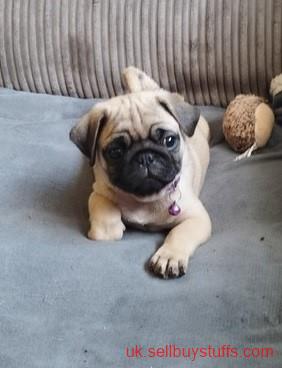 second hand/new: Pug puppies  Available for sale