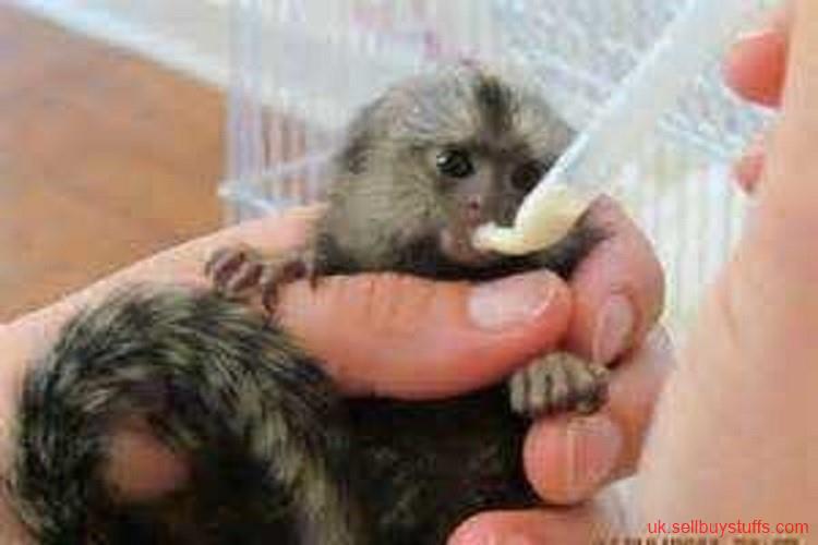 second hand/new: Adorable Marmoset Monkeys