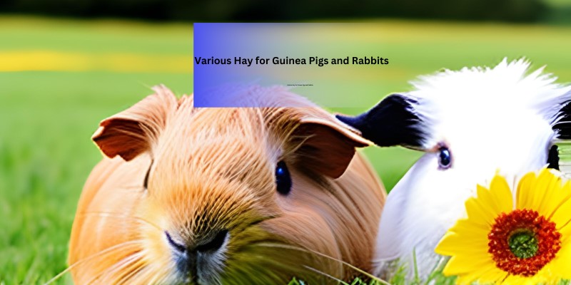 second hand/new: Various Hay for Guinea Pigs and Rabbits